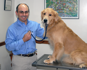 Yankee Golden Retriever Club