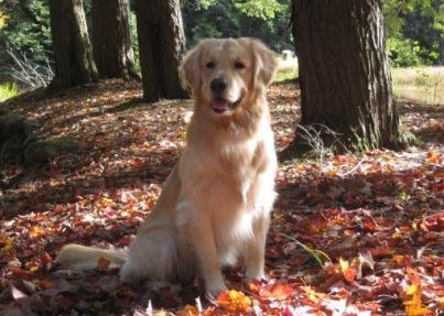 Yankee Golden Retriever Club