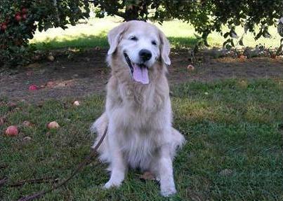 Yankee Golden Retriever Club