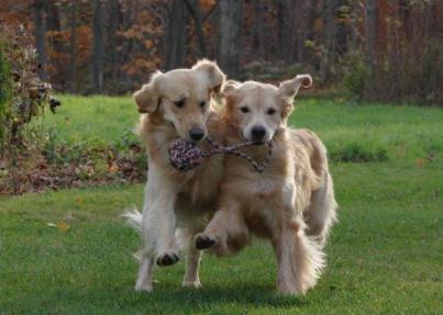 Yankee Golden Retriever Club