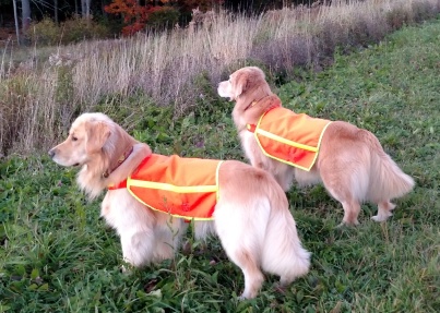 Yankee Golden Retriever Club