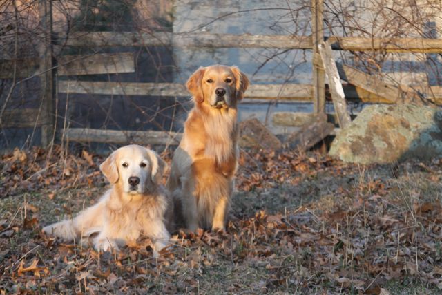 Yankee Golden Retriever Club